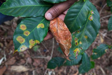 Fungus Cripples Coffee Production Across Central America - The New York Times