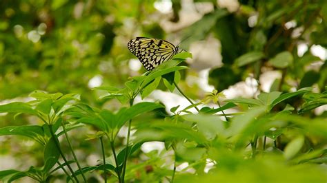 Butterfly Pavilion in Westminster, Colorado | Expedia.ca