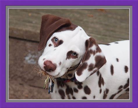 Patched liver Dalmatian puppy owned by Pat Crean | Dalmatian puppy, Cute dogs, Pitbull dog