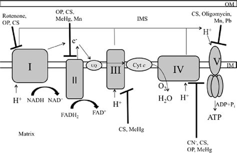 Oxidative phosphorylation and xenobiotic sites of inhibition. Flow of... | Download Scientific ...