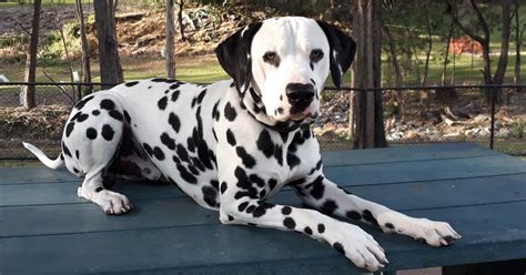 Dalmatian Breeders Australia | Dalmatian Info & puppies