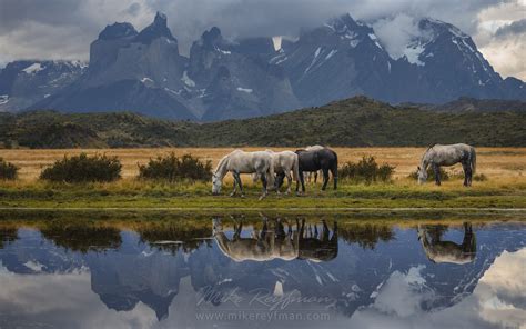 Gauchos, Patagonia, Chile | Wildlife of Torres del Paine National park ...