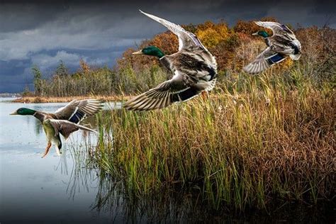 Mallard Ducks Drake Ducks Flying Ducks Duck Hunting | Etsy | Louisiana ...