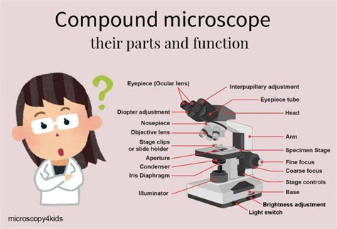 Parts Of A Microscope And Their Functions