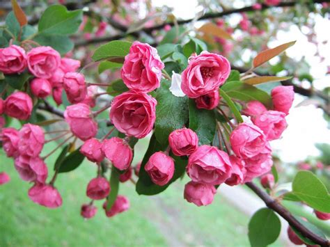 18 Small Trees for Front Yards That Explode with Color