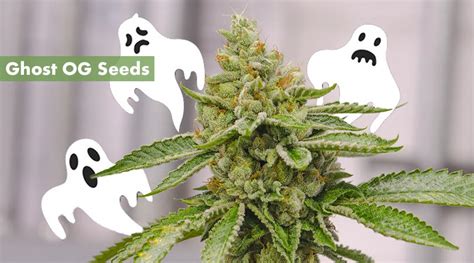 Where to Buy the Best Ghost OG Seeds Online - 10Buds