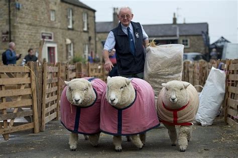 Masham sheep fair – in pictures | Sheep, Animal planet, Pictures