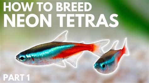 Tetra Fish Reproduction - Temmie Aquarium