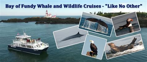 Quoddy Link Marine Whale Watching St. Andrews NB St Andrews, New ...