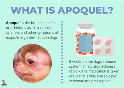 All The Facts About Apoquel For Dogs – Soothing Your Pooch’s Itch With ...