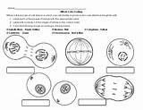 Coloring & Labeling Mitosis Printable Worksheet/Homework With Answers sketch template