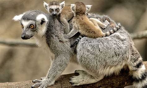 Ring-tailed lemur | Franklin Park Zoo