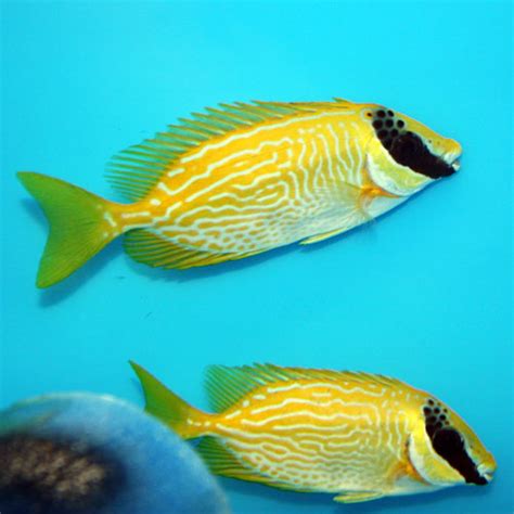 Masked Rabbitfish