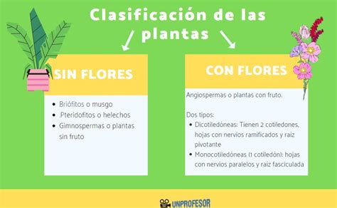 Clasificación de las plantas - RESUMEN corto + FOTOS!