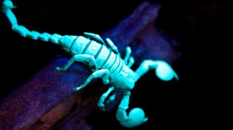 Youtuber’s Video of Glowing Scorpion Fascinates Twitteratti, Here is ...