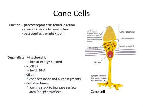 PPT - Cone Cells PowerPoint Presentation, free download - ID:2829053