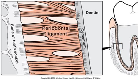 Periodontal tissues Flashcards | Quizlet