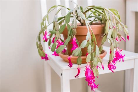 Christmas Cactus: Plant Care & Growing Guide