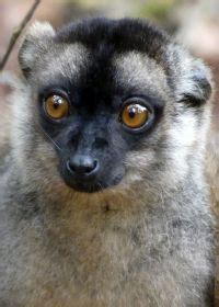 Common Brown Lemur – Madagascar | Royle Safaris