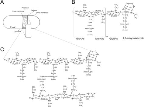 A simplified presentation of the E. coli cell wall structure. A) The... | Download Scientific ...