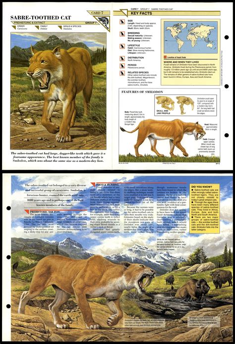 Sabre-Toothed Cat #7 Extinct Wildlife Fact File Fold-Out Card