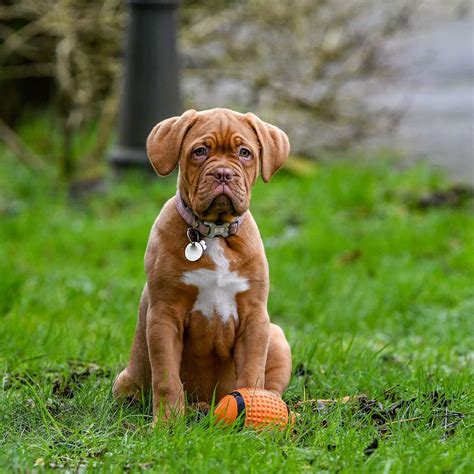 Making Dogue de Bordeaux Training Easy - Paw Planning