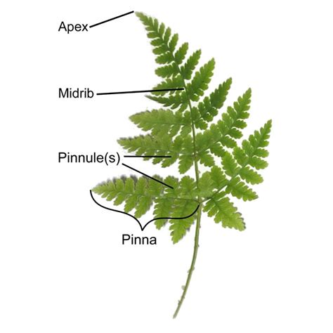 Fern Structure