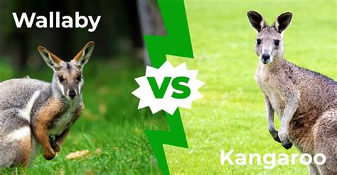 Wallaby vs Kangaroo: More Than Just Different Types of Kangaroos - A-Z ...