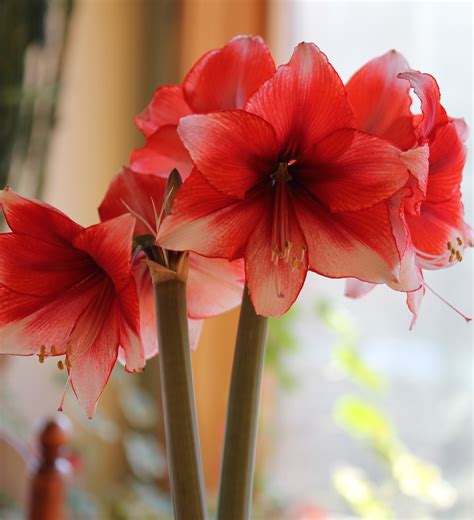 What to Do with Amaryllis Bulbs After They Bloom - Longfield Gardens