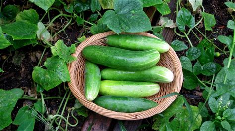 Cucumber Vine - How To Plant