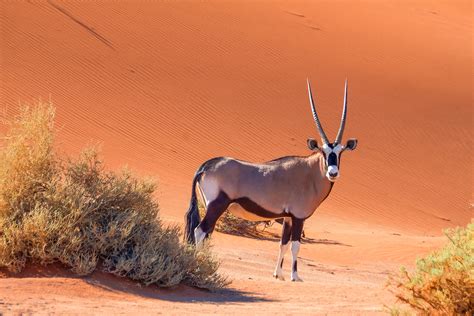 Parc national de Namib Naukluft - Wild League Safari