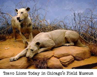 Tsavo Lions Chicago's Field Museum - David J Castello - Author