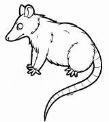 20  Opossum Coloring Pages Free Printable PDF JPG PNG & Online sketch template