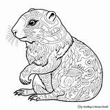 Gopher Coloring Pages  Free & Printable sketch template
