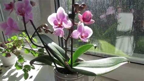 Phalaenopsis orchid Care - YouTube