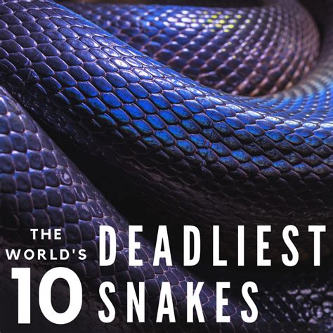 The Top 10 Deadliest and Most Dangerous Snakes in the World - Owlcation