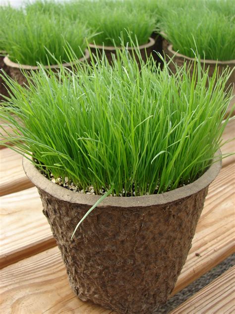 Cobblestone Farms: It's Time to Sow Rye Grass!