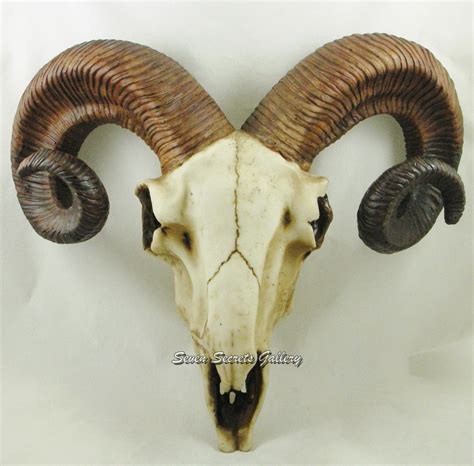 Ram Skull Wall Plaque Made From Resin With Realistic Bone and Horn ...