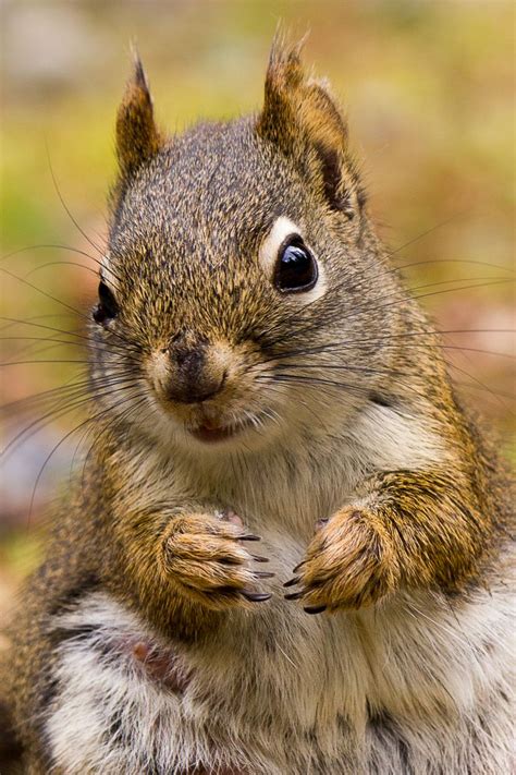 Red Squirrel by Chris Greenwood | 500px | Red squirrel, Cute squirrel, Squirrel pictures