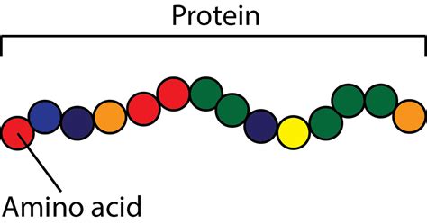 Intro to Protein & Amino Acids – Custom Equine Nutrition