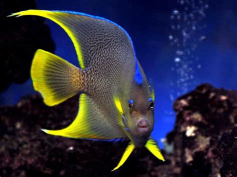 Selecting and Caring for Saltwater Angelfish