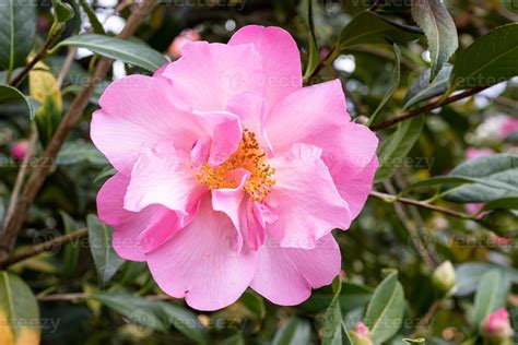 Pink camellia reticulata flower growing on outdoors 20078537 Stock Photo at Vecteezy