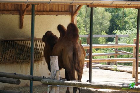 Trampeltier - Zoo Saarbrücken | Freizeitpark-Welt.de