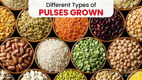 Different Types of Pulses in India - Pulses List