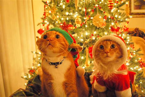 Funny Cats: Christmas Cats