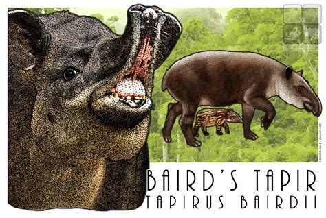 Baird's Tapir by rogerdhall on DeviantArt