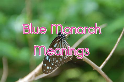 Blue Monarch Butterfly Spiritual Meaning & Symbolism