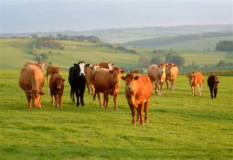 The advantages of cattle rearing on the environment.