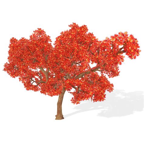 3d Rendering Japanese Maple Tree Isolated On Transparent Background ...