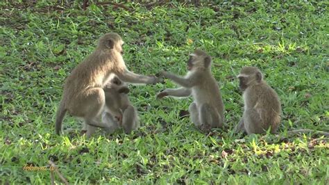 Playful Monkeys: Mischievous Games in the Wild - YouTube